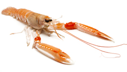 dublin bay prawn