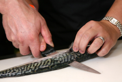 Fish Filleting