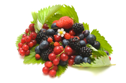 forest fruits
