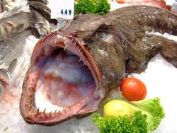 Fresh Monkfish