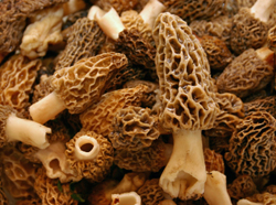 Morille Mushrooms