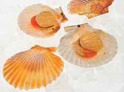 queen scallops