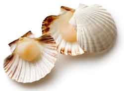 scallops