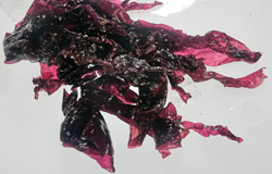 Dulse Seaweed